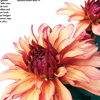 Garden Mag End