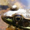 Frog 1
