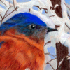 Eastern Bluebird (Sialia sialis)