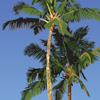 Series of Kauai-themed commemorative poster illustrations to use as gifts for president's circle members