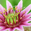 Sempervivum 'Red Beauty'